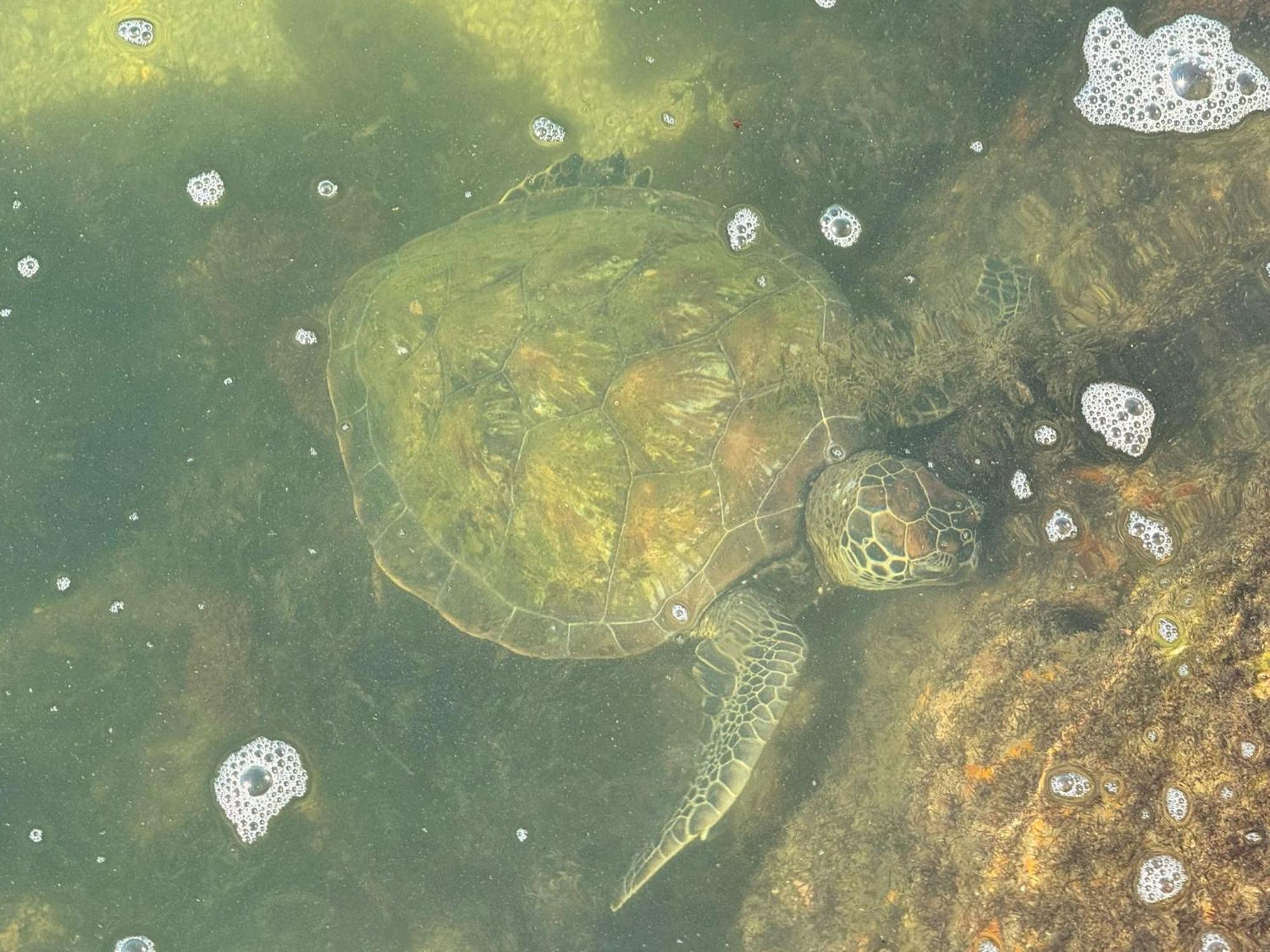 帕拉蒂Refugio Na Frente Do Mar Em Ilha De Araujo别墅 外观 照片